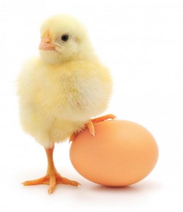baby-chick-and-an-egg_4473966_lrg-259x300